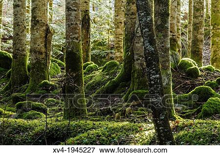Selva de Oza Forest. Nature Park of Occidental Valleys, Huesca Pyrenees, Aragon, Spain. View Large Photo Image Stock Photo - Selva de Oza Forest. Nature Park of Occidental Valleys, Huesca Pyrenees, Aragon, Spain.. Fotosearch