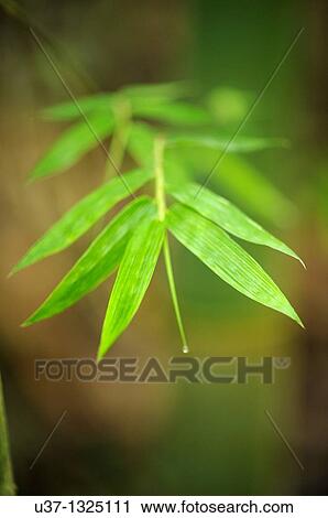 Semengoh Wildlife Centre, Sarawak, Malaysia. View Large Photo Image Stock Image - Semengoh Wildlife Centre, Sarawak, Malaysia.. Fotosearch