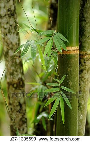 Semengoh Wildlife Centre, Sarawak, Malaysia. View Large Photo Image Stock Photo - Semengoh Wildlife Centre, Sarawak, Malaysia.. Fotosearch