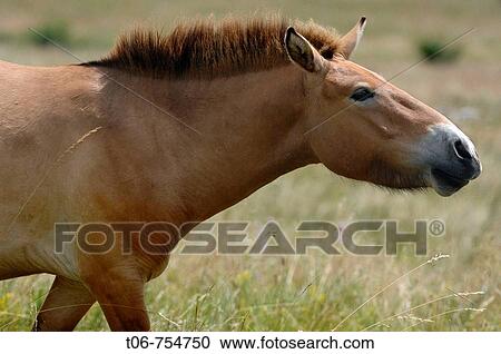 Stock Image - Semi wild Przewalski horse (Equus ferus przewalskii), Parc du Villaret, Causse Mejean, Lozere, France. Fotosearch