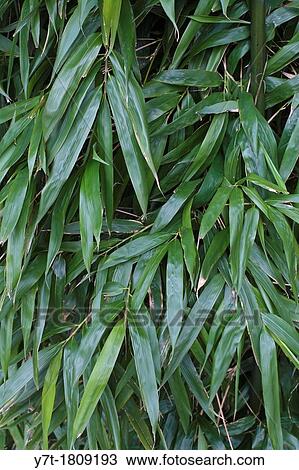 Stock Image - Semiarundinaria fastuosa - Temple bamboo. Fotosearch