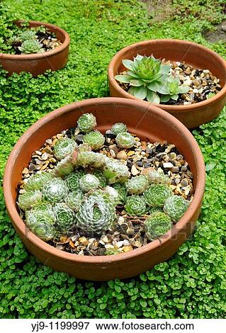 Stock Photo - Sempervivum tectorum Houseleek. Fotosearch