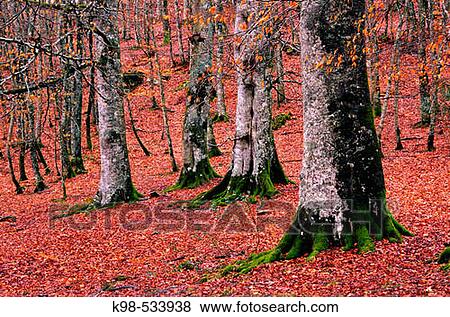 Senda G. R. 11, collado de Urkiaga. Erro valley. Pyrinees Atlantiques. Navarra. Spain. View Large Photo Image Stock Photo - Senda G. R. 11, collado de Urkiaga. Erro valley. Pyrinees Atlantiques. Navarra. Spain.. Fotosearch