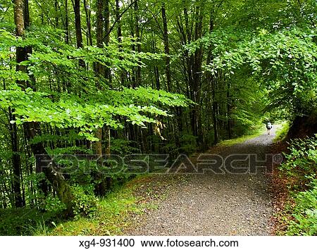 Senderista atravesando un bosque de hayas en el sendero de gran recorrido GR 11 (senda pirenaica), en las inmediaciones de Elizondo - Valle de BaztBn - Navarra - Pirineo navarro View Large Photo Image Stock Image - Senderista atravesando un bosque de hayas en el sendero de gran recorrido GR 11 (senda pirenaica), en las inmediaciones de Elizondo - Valle de BaztBn - Navarra - Pirineo navarro. Fotosearch