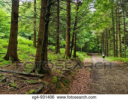 Senderista atravesando un bosque en el sendero de gran recorrido GR 11 (senda pirenaica), en las inmediaciones del Puerto de Urkiaga - Valle de Erro - Navarra - Pirineo navarro View Large Photo Image Stock Photograph - Senderista atravesando un bosque en el sendero de gran recorrido GR 11 (senda pirenaica), en las inmediaciones del Puerto de Urkiaga - Valle de Erro - Navarra - Pirineo navarro. Fotosearch