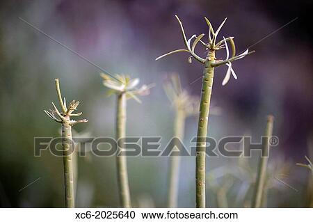 Stock Image - Senecio kleinia plant canarian endemism. Fotosearch