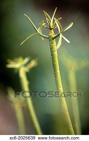 Stock Photo - Senecio kleinia plant canarian endemism. Fotosearch