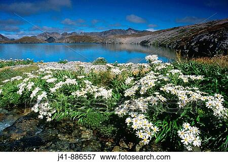 Senecio sp and Lake Mavis above Goat Pass Arthurs Pass National Park New Zealand View Large Photo Image Stock Photo - Senecio sp and Lake Mavis above Goat Pass Arthurs Pass National Park New Zealand. Fotosearch