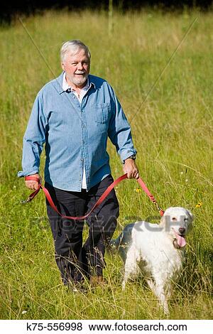 Senior Caucasian man walking his English setter View Large Photo Image Stock Photo - Senior Caucasian man walking his English setter. Fotosearch
