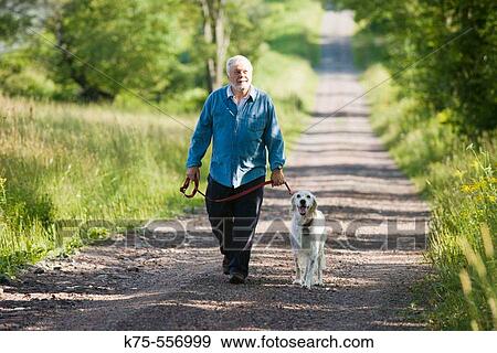 Senior Caucasian man walking his English setter on country road View Large Photo Image Stock Photo - Senior Caucasian man walking his English setter on country road. Fotosearch
