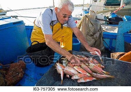 Senior fisherman showing his morning capture (fresh red mullets), Cambrils. Tarragona province, Catalonia, Spain View Large Photo Image Stock Photography - Senior fisherman showing his morning capture (fresh red mullets), Cambrils. Tarragona province, Catalonia, Spain. Fotosearch
