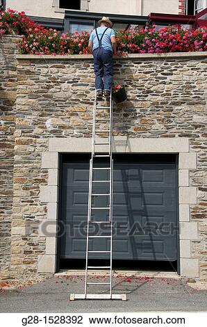 Senior man gardening and standing upon a ladder to cut his flowers View Large Photo Image Stock Image - Senior man gardening and standing upon a ladder to cut his flowers. Fotosearch