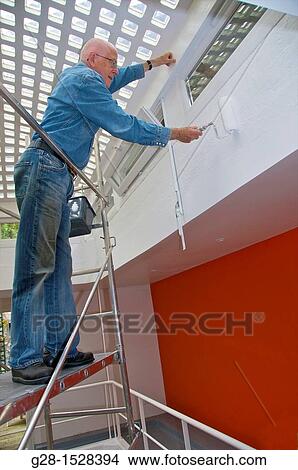Senior man Standing on scaffoldings, inside his home, to paint with a paint roller brush View Large Photo Image Picture - Senior man Standing on scaffoldings, inside his home, to paint with a paint roller brush. Fotosearch