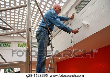 Senior man Standing on scaffoldings, inside his home, to paint with a paint roller brush View Large Photo Image Stock Photography - Senior man Standing on scaffoldings, inside his home, to paint with a paint roller brush. Fotosearch