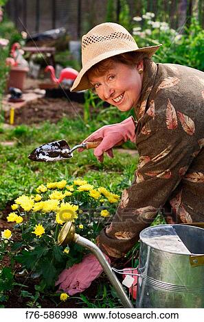 Senior woman planting flowers in garden. View Large Photo Image Stock Photo - Senior woman planting flowers in garden.. Fotosearch