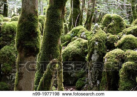 Sentier Karstique des Malrochers, forest of Besain, jurassic rocks and trees covered with moss, Jura, Franche-Comt?, France. View Large Photo Image Stock Photo - Sentier Karstique des Malrochers, forest of Besain, jurassic rocks and trees covered with moss, Jura, Franche-Comt?, France.. Fotosearch