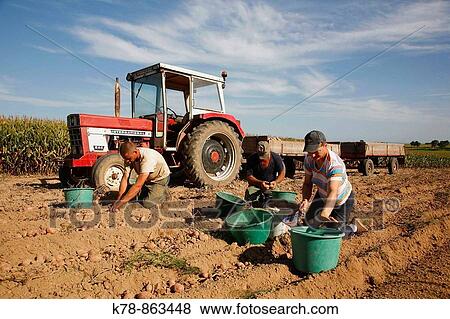 Sep 2009 - People picking up potatoes in the field, Alsace, France View Large Photo Image Stock Photo - Sep 2009 - People picking up potatoes in the field, Alsace, France. Fotosearch