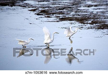 Sequence shot of snowy egret egretta thula taking flight in Alameda, California View Large Photo Image Stock Photograph - Sequence shot of snowy egret egretta thula taking flight in Alameda, California. Fotosearch