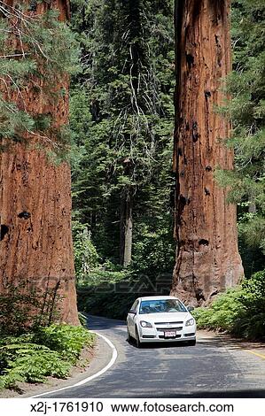 Stock Image - Sequoia National Park, California - Cars drive between two huge Sequoia trees on the Generals Highway in Sequoia National Park. Fotosearch