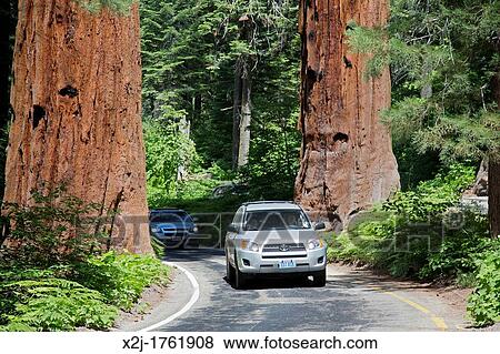 Sequoia National Park, California - Cars drive between two huge Sequoia trees on the Generals Highway in Sequoia National Park View Large Photo Image Stock Photo - Sequoia National Park, California - Cars drive between two huge Sequoia trees on the Generals Highway in Sequoia National Park. Fotosearch