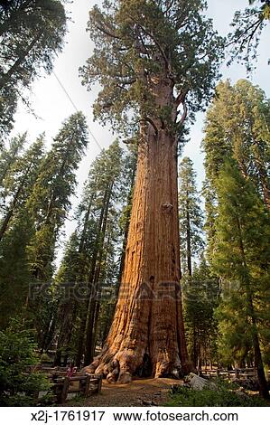 Stock Photo - Sequoia National Park, California - The General Sherman tree in Sequoia National Park, the world's largest living tree. Fotosearch