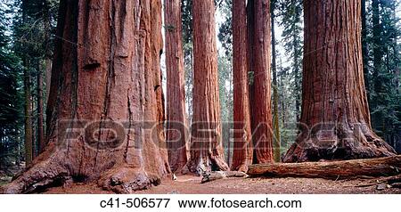Sequoia National Park. California, USA View Large Photo Image Stock Photo - Sequoia National Park. California, USA. Fotosearch