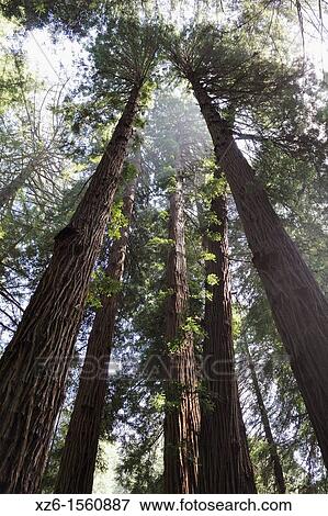 Sequoia sempervirens at Muir Woods National Monument, The monument is one of the last old growth Coastal Redwood Forests remaining in the San Francisco Bay Area, California, USA View Large Photo Image Stock Photo - Sequoia sempervirens at Muir Woods National Monument, The monument is one of the last old growth Coastal Redwood Forests remaining in the San Francisco Bay Area, California, USA. Fotosearch