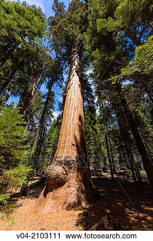 Sequoia Tree in the Sequoia National Park, California, USA View Large Photo Image Stock Image - Sequoia Tree in the Sequoia National Park, California, USA. Fotosearch