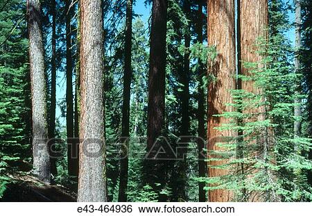 Sequoia trees in Sequoia N. P. USA View Large Photo Image Stock Photograph - Sequoia trees in Sequoia N. P. USA. Fotosearch