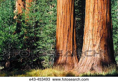Stock Image - Sequoia trees, USA. Fotosearch