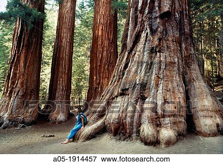Sequoias forest, Mariposa Grove, Yosemite National Park, California, USA View Large Photo Image Stock Photo - Sequoias forest, Mariposa Grove, Yosemite National Park, California, USA. Fotosearch
