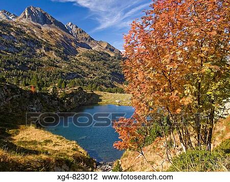 Serbal de cazadores con coloraci? n otoal en el Ib? n de Villamorta _ Valle de Benasque _ Pirineo Aragon? s View Large Photo Image Stock Image - Serbal de cazadores con coloraci? n otoal en el Ib? n de Villamorta _ Valle de Benasque _ Pirineo Aragon? s. Fotosearch