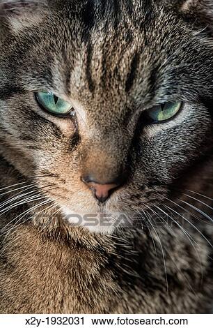 Serious tabby cat portrait. View Large Photo Image Stock Image - Serious tabby cat portrait.. Fotosearch