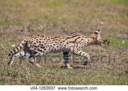 Stock Photo - Serval cat (Felis serval) stalking some prey in the Serengeti National Park in Tanzania, Africa. Fotosearch