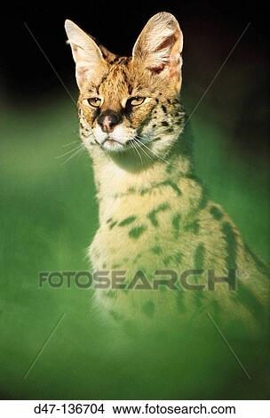 Serval (Felis serval) View Large Photo Image Picture - Serval (Felis serval). Fotosearch