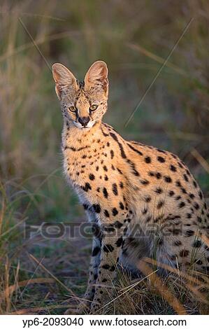 Stock Image - Serval (Leptailurus serval) in savannah, Masai Mara, Kenya.. Fotosearch