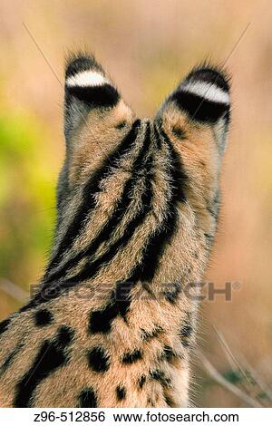 Serval (Leptailurus serval). Masai Mara, Kenya. View Large Photo Image Stock Photograph - Serval (Leptailurus serval). Masai Mara, Kenya.. Fotosearch