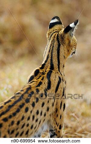 Serval (Leptailurus serval) View Large Photo Image Picture - Serval (Leptailurus serval). Fotosearch