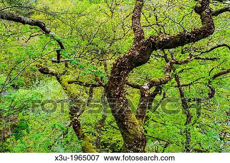 Stock Photo - Sessile Oak in Myrtleberry Wood in Exmoor National Park near Lynmouth, Devon, England.. Fotosearch