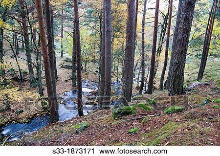 Stock Image - Sestil de Maillo stream in the Sierra de Guadarrama Canencia Madrid Spain. Fotosearch