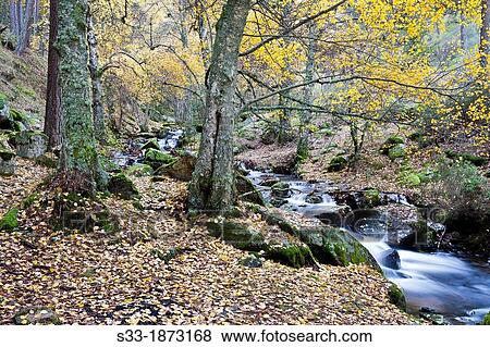 Sestil de Maillo stream in the Sierra de Guadarrama Canencia Madrid Spain View Large Photo Image Stock Photo - Sestil de Maillo stream in the Sierra de Guadarrama Canencia Madrid Spain. Fotosearch