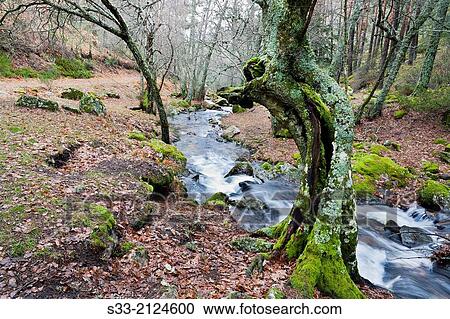 Sestil stream in Canencia birch. Sierra de Guadarrama. Madrid. Spain. View Large Photo Image Stock Image - Sestil stream in Canencia birch. Sierra de Guadarrama. Madrid. Spain.. Fotosearch