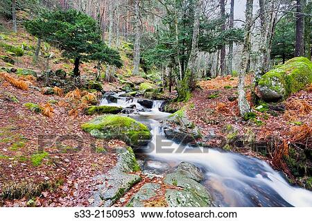 Sestil stream in Canencia birch. Sierra de Guadarrama. Madrid. Spain. View Large Photo Image Stock Image - Sestil stream in Canencia birch. Sierra de Guadarrama. Madrid. Spain.. Fotosearch