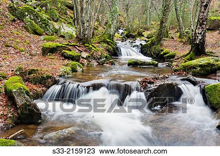 Sestil stream in Canencia birch. Sierra de Guadarrama. Madrid. Spain. View Large Photo Image Stock Image - Sestil stream in Canencia birch. Sierra de Guadarrama. Madrid. Spain.. Fotosearch