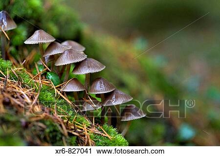 Stock Image - Setas en el bosque de Espinaredo, Asturias., Mushrooms in the forest Espinaredo, Asturias.. Fotosearch