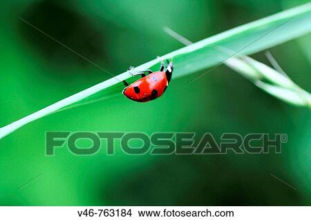 Picture - Seven Spot Ladybeetle upside-down on a blade of grass A seven-spot ladybird beetle hangs upside down on a blade of grass. Fotosearch