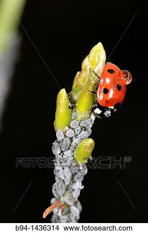 Seven-spot ladybird (aka seven-spotted ladybug, Coccinella septempunctata) eating aphids. Osseja, Pyrenees-Orientales, Languedoc-Roussillon, France View Large Photo Image Picture - Seven-spot ladybird (aka seven-spotted ladybug, Coccinella septempunctata) eating aphids. Osseja, Pyrenees-Orientales, Languedoc-Roussillon, France. Fotosearch