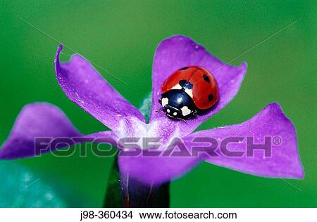 Seven spot ladybird (Coccinella septempunctata). Bavaria. Germany. View Large Photo Image Picture - Seven spot ladybird (Coccinella septempunctata). Bavaria. Germany.. Fotosearch