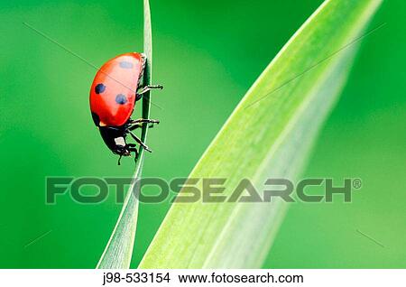 Seven-spot Ladybird (Coccinella septempunctata). Bavaria, Germany, Europe.. View Large Photo Image Picture - Seven-spot Ladybird (Coccinella septempunctata). Bavaria, Germany, Europe... Fotosearch