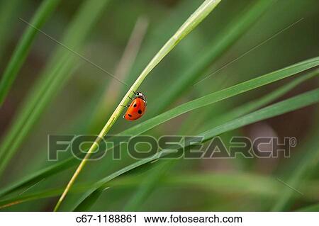 Seven-spot Ladybird Coccinella -punctata View Large Photo Image Stock Image - Seven-spot Ladybird Coccinella -punctata. Fotosearch